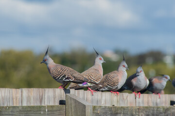 Crested Pigeons lined up on a fence