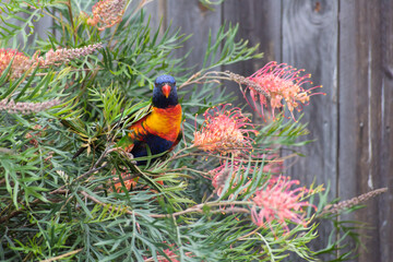 Rainbow Lorikeet on Grevillea branch