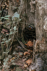 stump in forest
