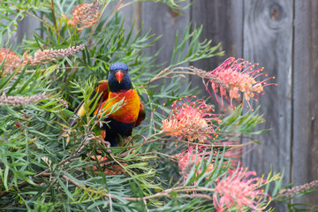Rainbow Lorikeet on Grevillea branch