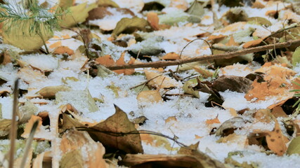 The first snow falls on the fallen yellow leaves. Fine snow falls to the ground close-up.