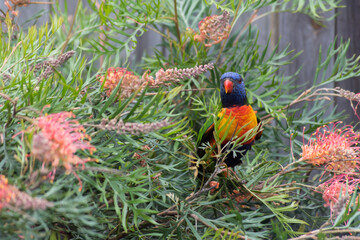 Rainbow Lorikeet on Grevillea branch
