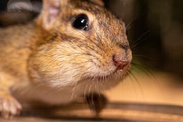 Closeup of a chipmunk with full cheeks