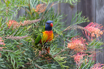 Rainbow Lorikeet on Grevillea branch