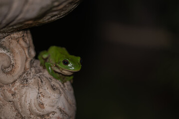 Green Tree Frog