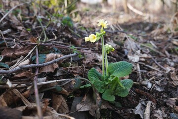 Beautiful spring yellow primrose (ox lip) flower growing in forest.