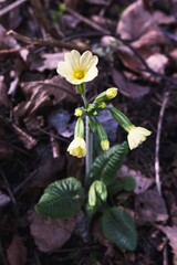 Beautiful spring yellow primrose (ox lip) flower growing in forest.