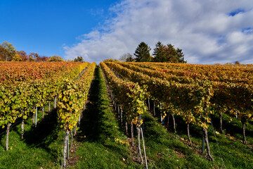 Fototapeta premium colorful vineyard in autumn