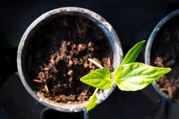 Small grown green pepper seedling in flowerpot. View from top. Closeup macro photography.