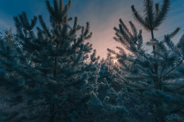 Christmas scenery background. Sunrise over young pine trees copse. Hoarfrost on a pine needles. Forest background.