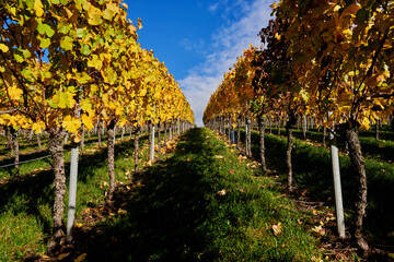 colorful vineyard with two rows of grapevines with multicolored foliage photographed uphill of the vineyard
