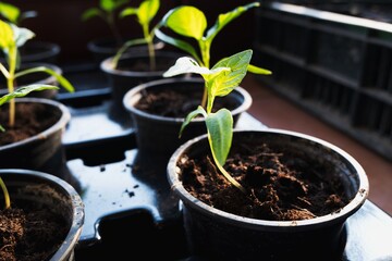 Small grown green pepper seedlings in flowerpots. Closeup macro photography.