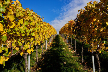 colorful vineyard with two rows of grapevines with multicolored foliage photographed up the hill of the vineyard
