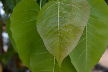 Green Bodhi leaves on the tree