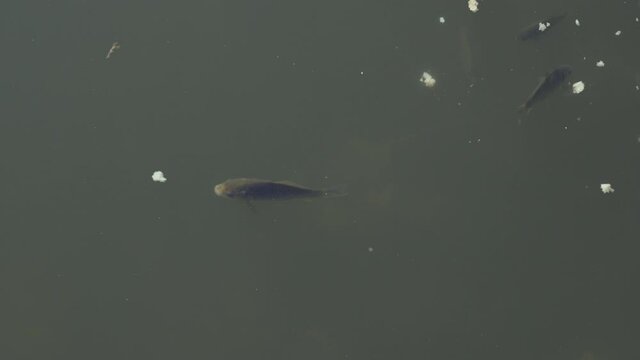 Fish swims in the pond, top view.F ish swims in the river.
