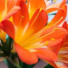 Clivia miniata, the Natal lily, bush lily, or Kaffir lily blooming. Close up of beautiful flower petals.