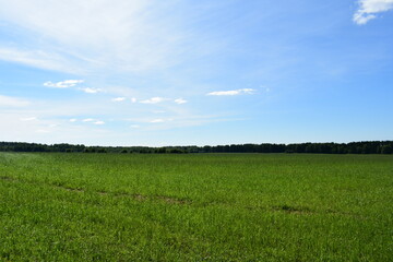 green field and blue sky
