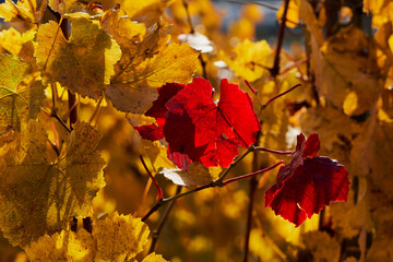 red and yellow grape leaves in autumn