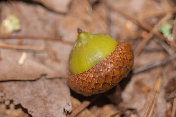 Closeup of upside-down green acorn