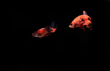 A Couple of Beautiful Orange Nemo Betta fish, at Black background