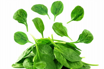 garden fresh green spinach leaves isolated closeup on white background
