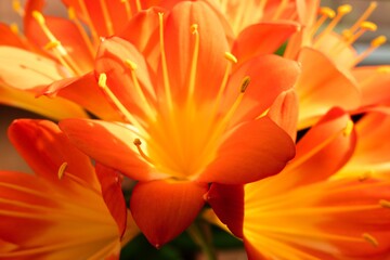 Obraz premium Clivia miniata, the Natal lily, bush lily, or Kaffir lily blooming. Close up of beautiful flower petals.