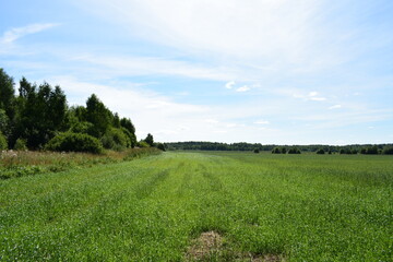 landscape with grass and sky