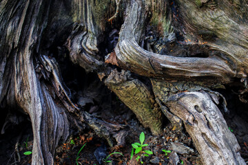 dead roots in the forest