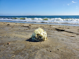 White rose on the beach