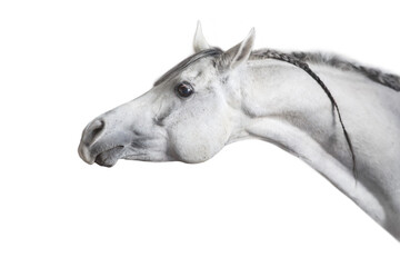 Obraz na płótnie Canvas white horse portrait