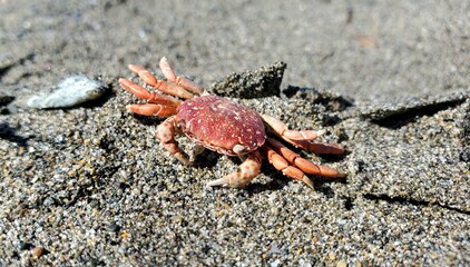 crab on the beach