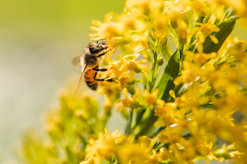 Honeybee on Yellow Flower