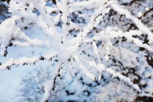 Barberry - berberis vulgaris branches under snow in winter.
