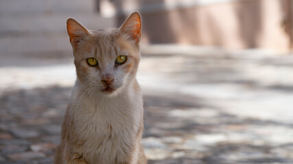 chat