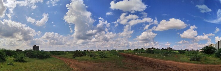 panorama of the forest