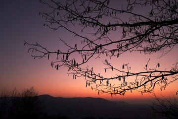 Silhouette of willow catkins in spring evening after sunset during golden hour. Catkins of Salix caprea, willow yew.