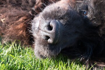 Closeup of a big black newfoundland dog face and muzzle. Dog is laying in garden on a grass lawn.