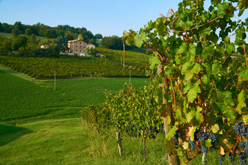 Golden vineyards. Traditional Italian countryside. Famous wine region of Emilia-Romagna, Italy. 