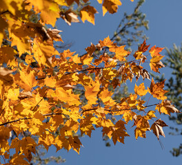 Branch of yellow maple leaves against blue sky
