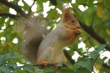 squirrel on a tree