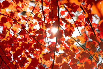 Closeup of red maple leaves illuminated by sunlight