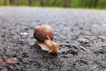Closeup of a box snail with a booth on a road.