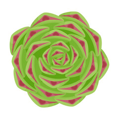 Succulent sempervivum. Isolated on white background. Vector illustration.