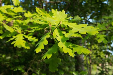 Fototapeta na wymiar Young fresh spring oak leaves shining green in low sunlight. Smooth buttery bokeh.