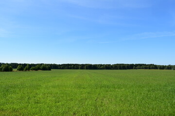 green field and blue sky