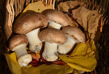 Champignons de paris blonds
