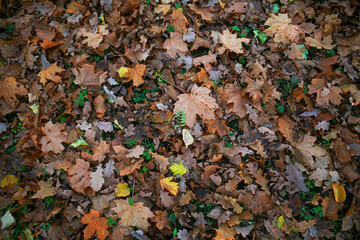 autumn leaves background