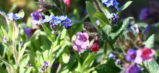 In a spring flower bed a row the pulmonaria and a forget-me-not grow and blossom.