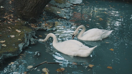 White swans swim on a blue lake. A waterfowl dives headfirst into the water in search of food.