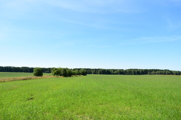 green field and blue sky